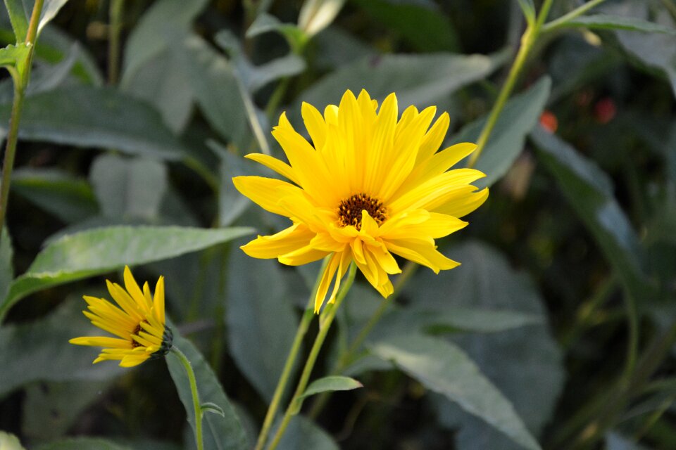 Petals yellow flower