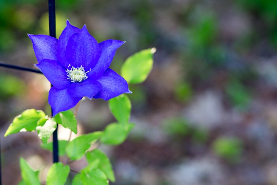 Leaf outdoors clematis