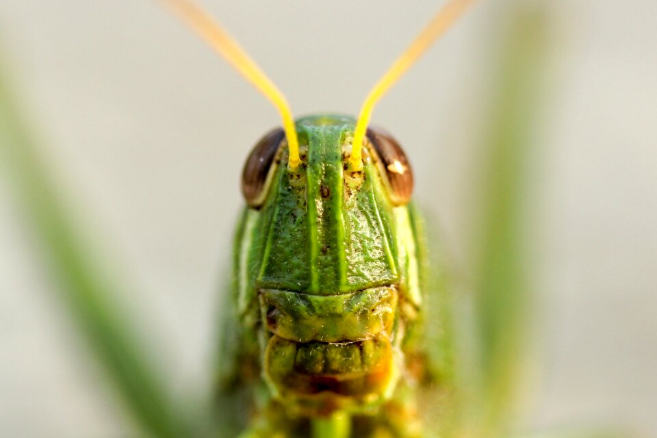 Insect outdoor grass