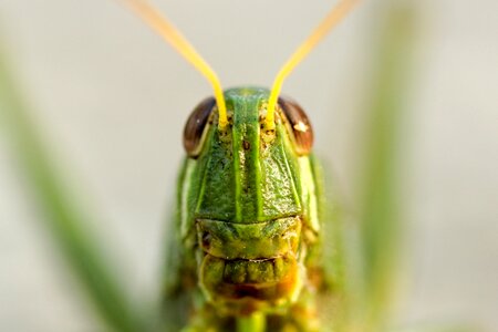 Insect outdoor grass