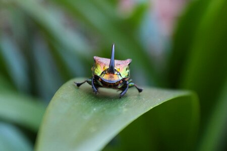 Outdoors invertebrate beetle photo