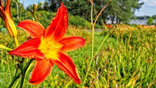 Spring nature plant
