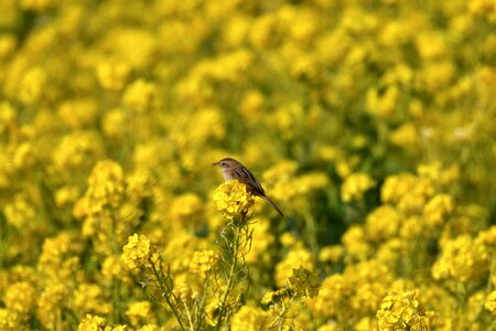 Plant the agricultural commercial companies turnip rape