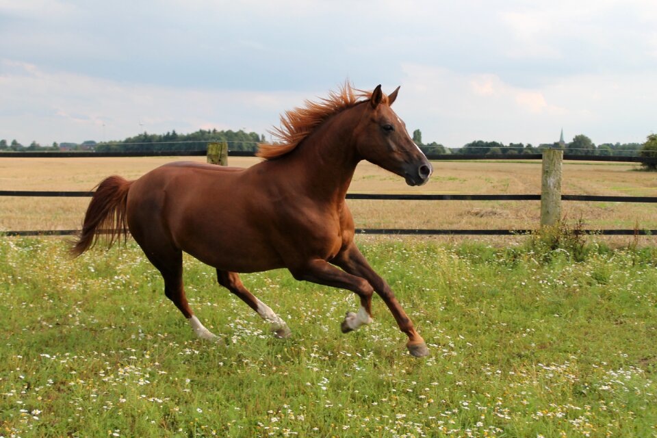 Gallop jump brown warmblut
