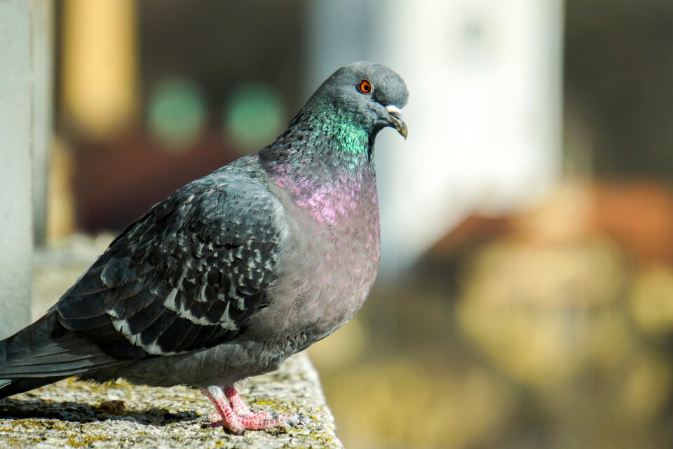Animal dove animal world