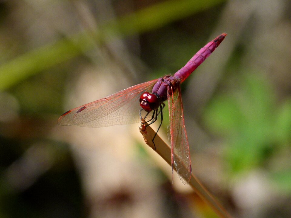 Pipe vinous leaf wetland