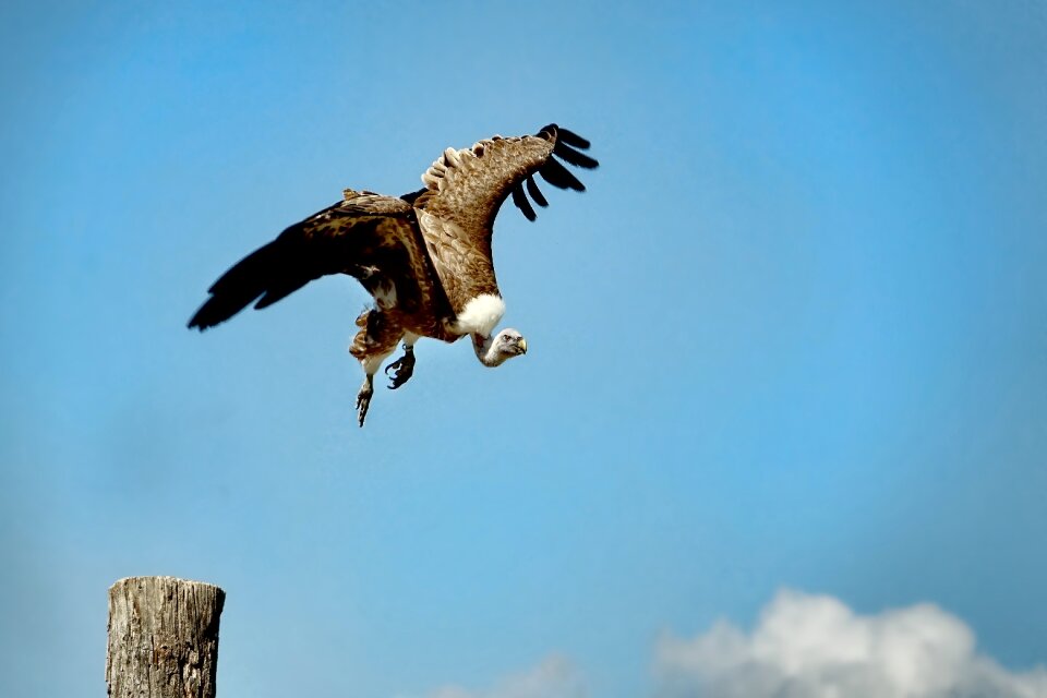 Animal world vulture flying