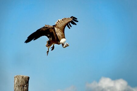 Animal world vulture flying