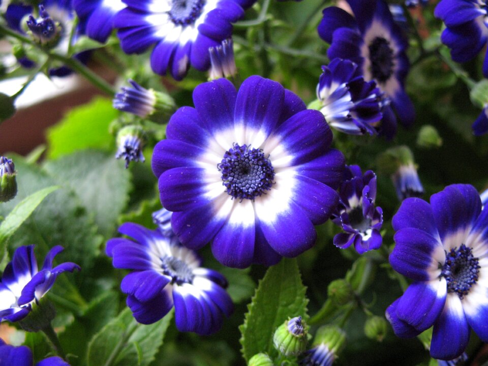 Flora botany nature
