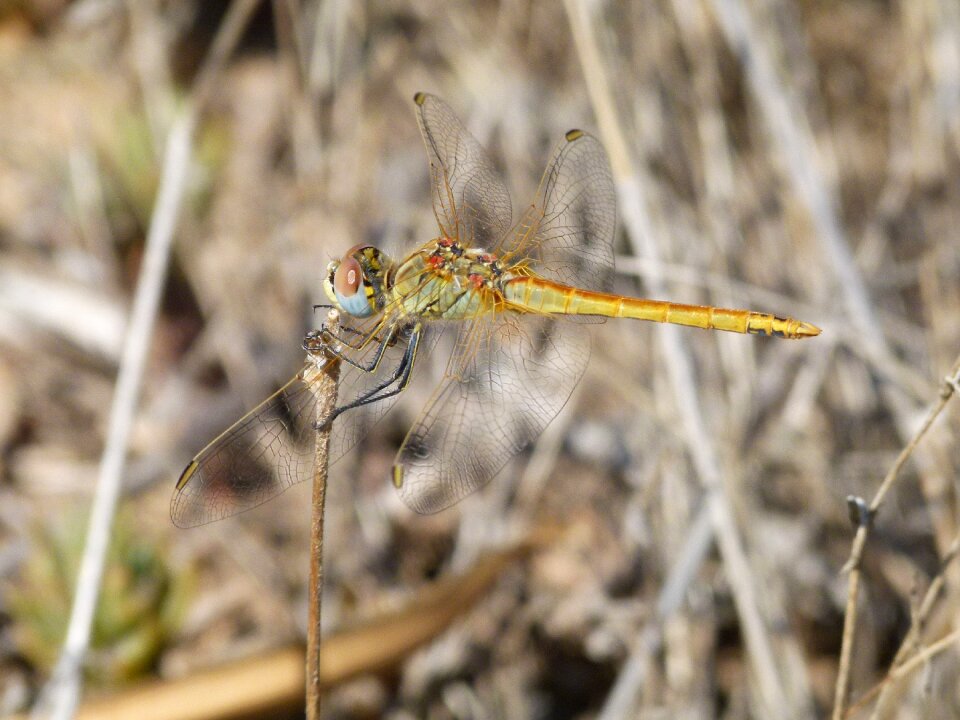 Yellow dragonfly detail sympetrum sinaiticum