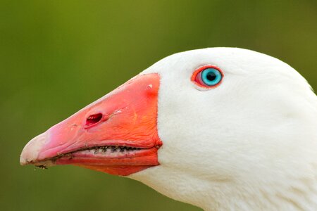 Animal beak eyes photo