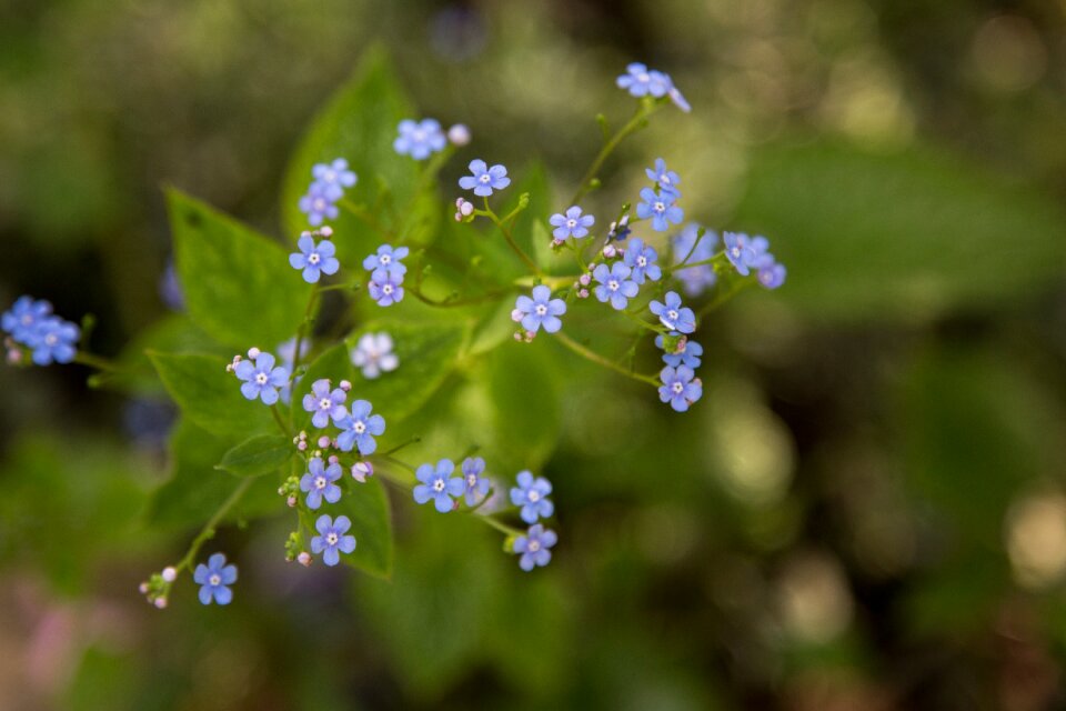 Outdoors garden summer