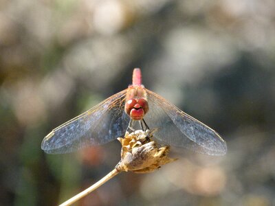 Detail sympetrum sinaiticum red dragonfly
