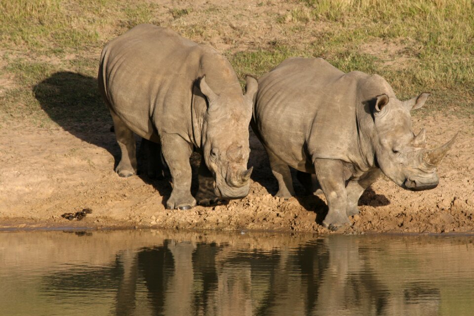 Rhino wildlife africa