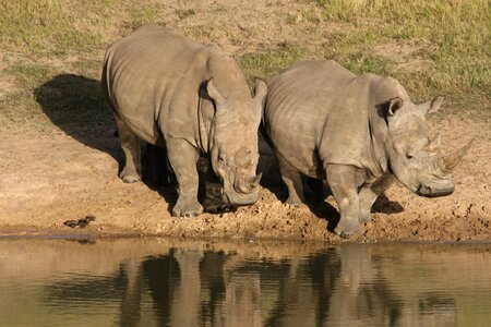 Rhino wildlife africa