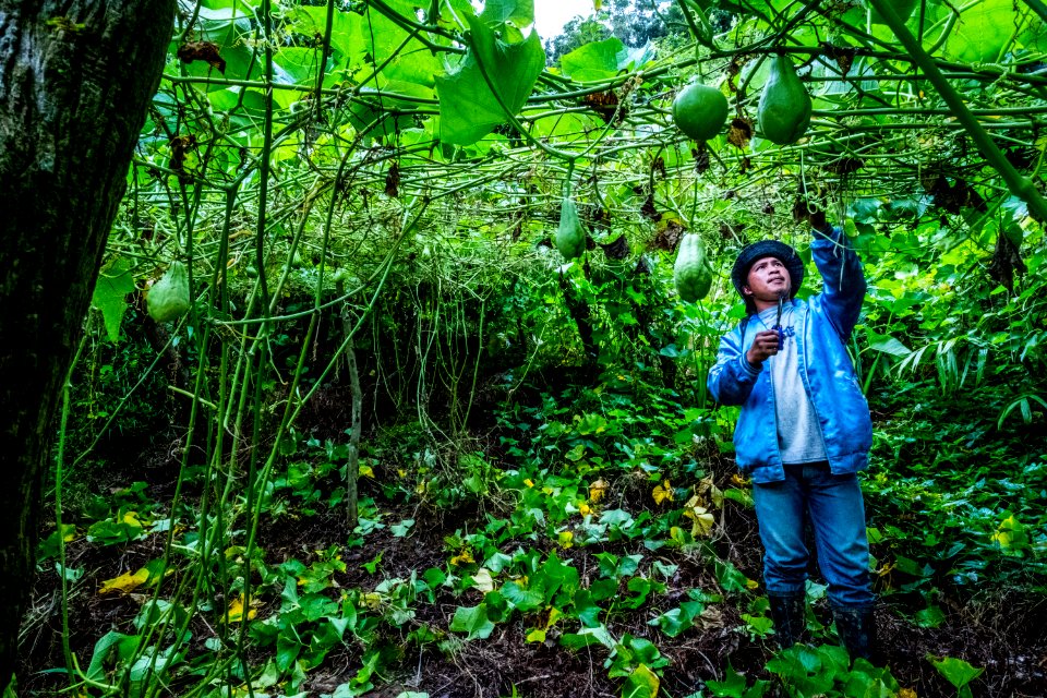 USAID Measuring Impact Conservation Enterprise Retrospective (Philippines; Kalahan Educational Foundation) (39580907984)