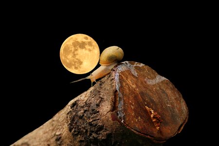 Wood moon black moon