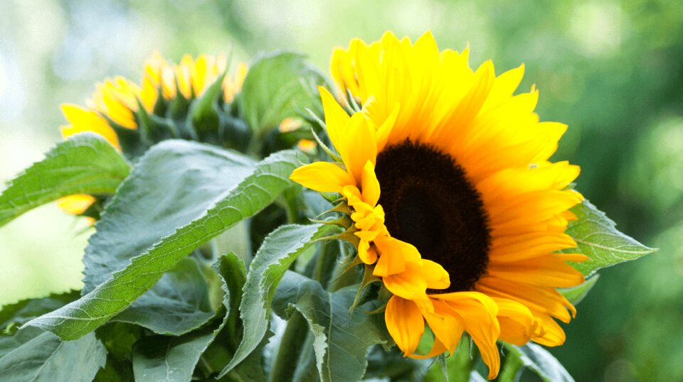 Blooming sunflower sunflower petals yellow photo