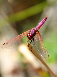 Pipe vinous leaf wetland photo