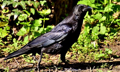 Raven animal black