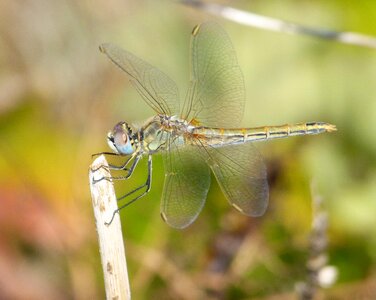 Yellow dragonfly detail sympetrum sinaiticum photo