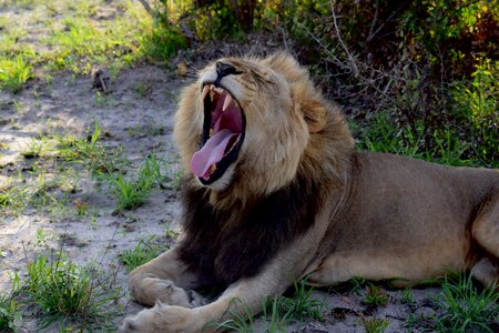 Tired lion botswana safari