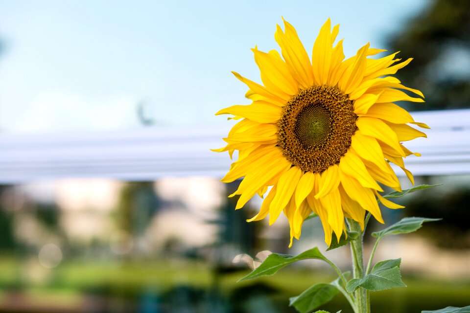 Summer beautiful sunflower