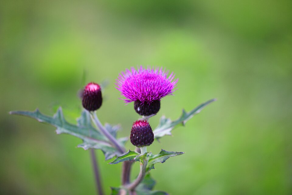 Outdoors plants wildflower