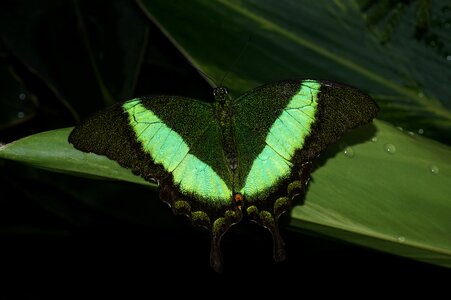 Nature green macroscopic