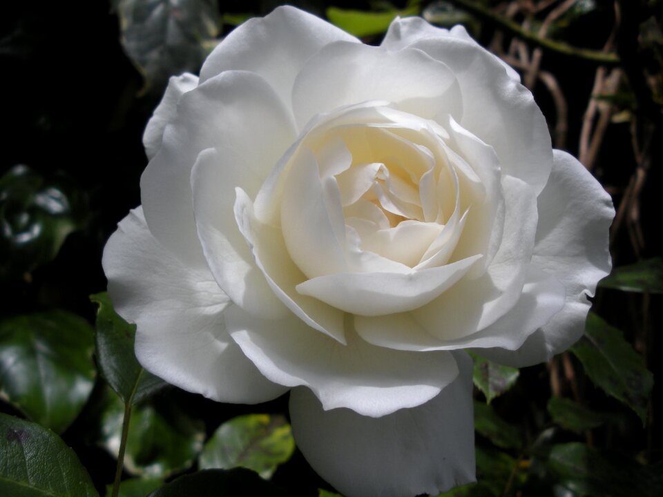 White rose flower garden