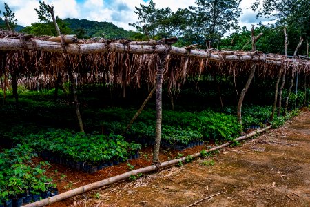 USAID Measuring Impact Conservation Enterprise Retrospective (Philippines; Kalahan Educational Foundation) (25421292657)