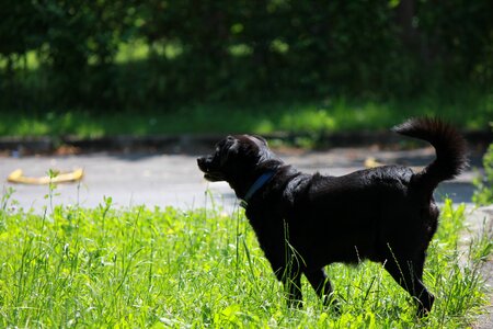 Outdoors nature dog photo