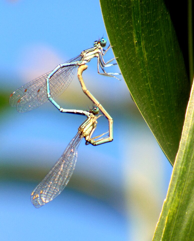 Insect green flying insect