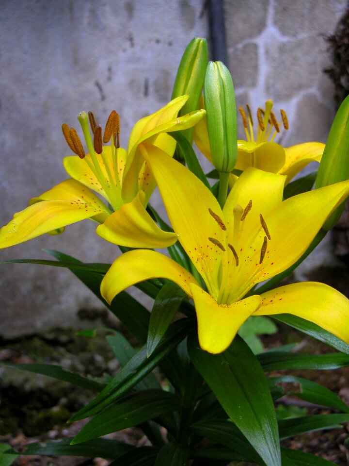 Yellow flower garden