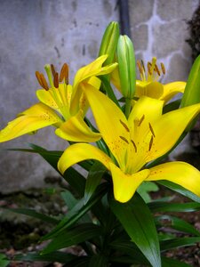 Yellow flower garden