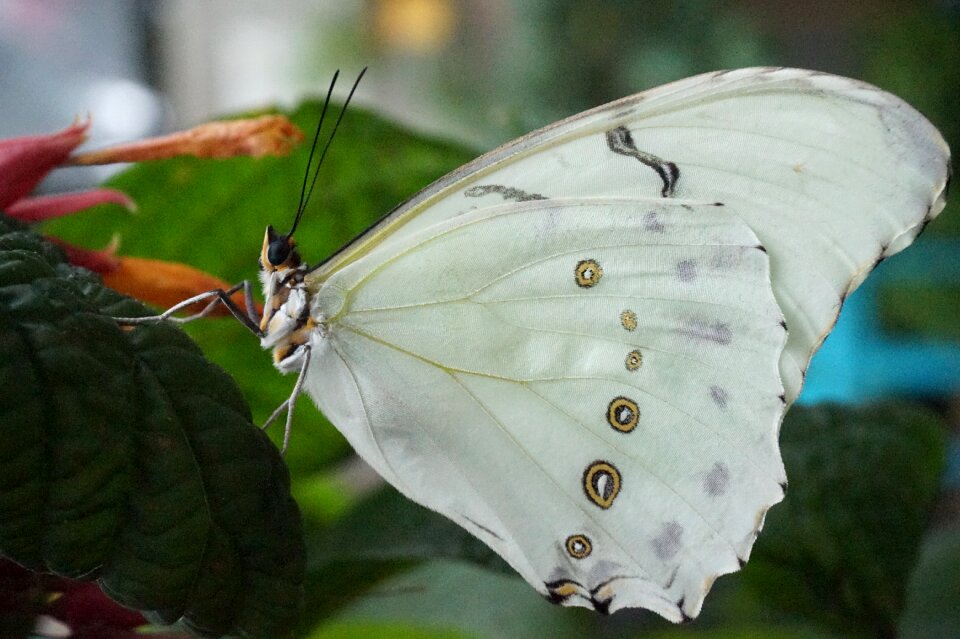 Outdoors wing macroscopic