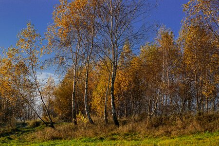 Colorful leaves autumn gold landscape