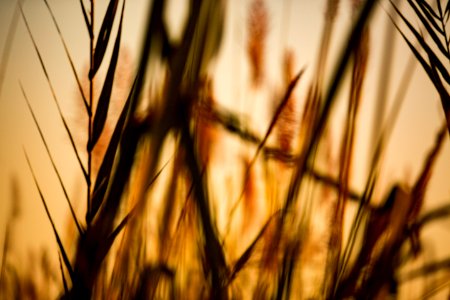 USAID Measuring Impact Conservation Enterprise Retrospective (Nepal; National Trust for Nature Conservation) (40301516571)