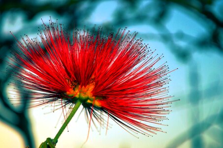 Flower cross red