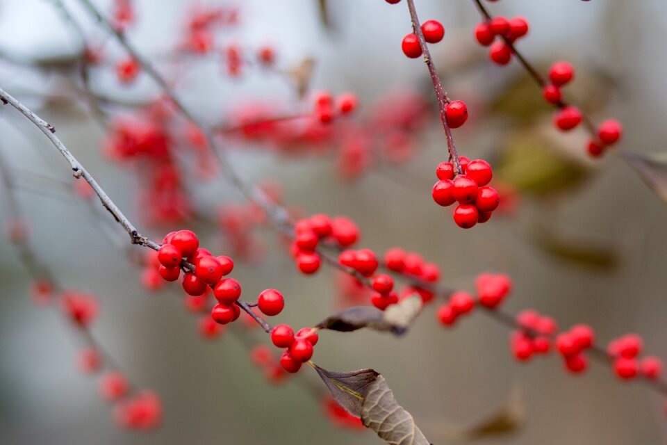 Tree outdoors berries