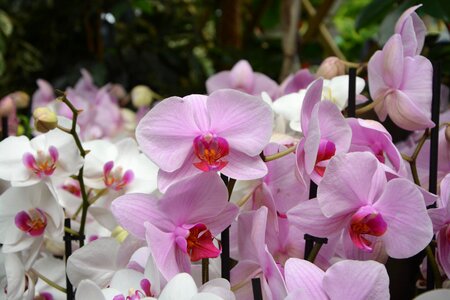 Gift events nature