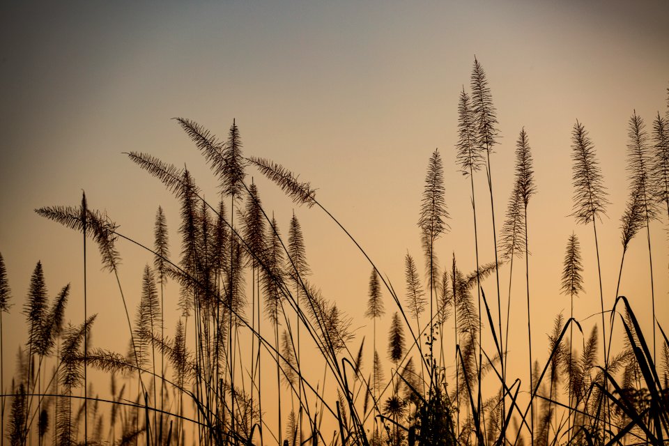 USAID Measuring Impact Conservation Enterprise Retrospective (Nepal; National Trust for Nature Conservation) (40301514121)