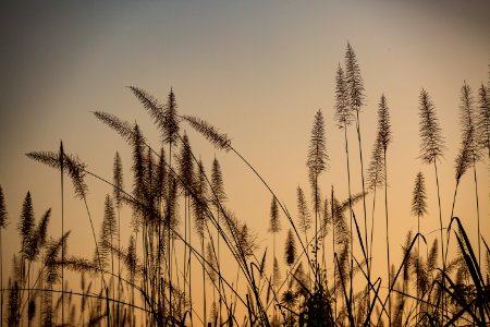 USAID Measuring Impact Conservation Enterprise Retrospective (Nepal; National Trust for Nature Conservation) (40301514121)