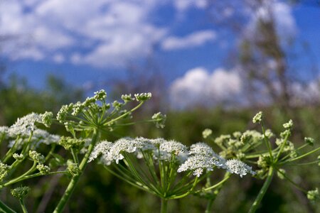 Plant summer landscapes