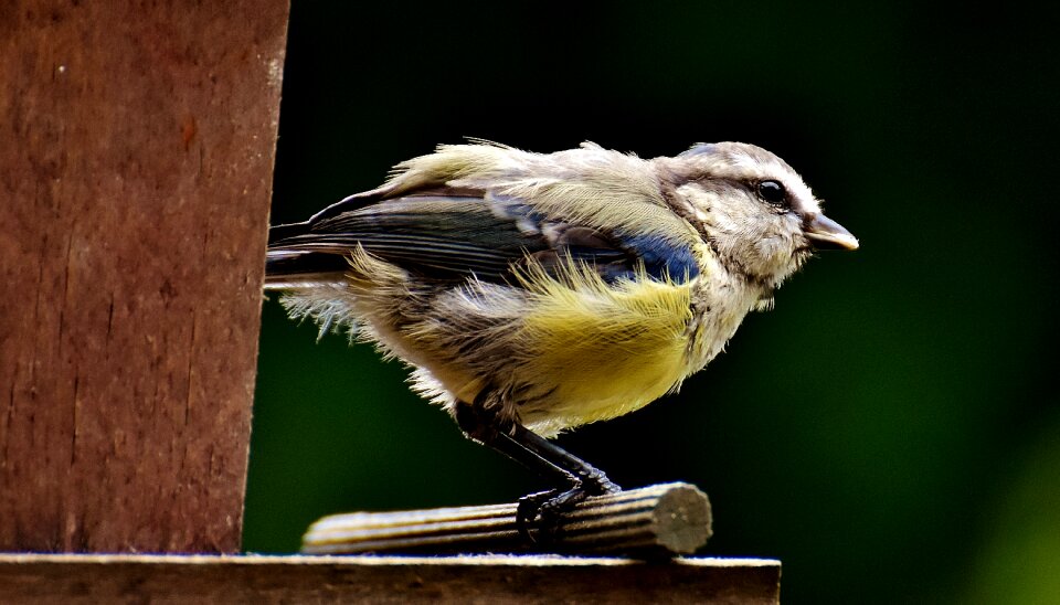 Feed bird nature photo