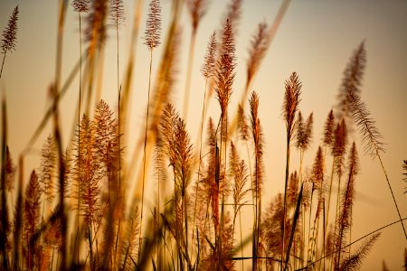 USAID Measuring Impact Conservation Enterprise Retrospective (Nepal; National Trust for Nature Conservation) (40301511301)