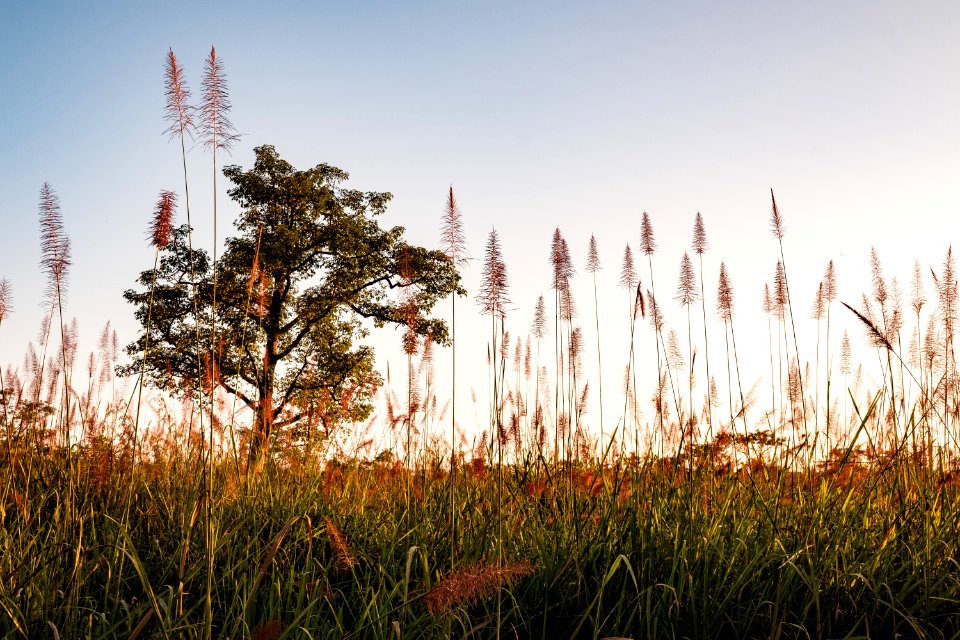 USAID Measuring Impact Conservation Enterprise Retrospective (Nepal; National Trust for Nature Conservation) (40301493931)