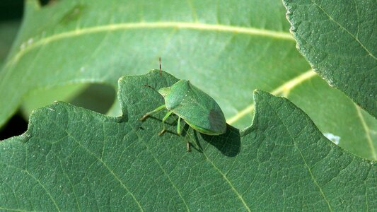 Groene schildwants groene stinkwants insect