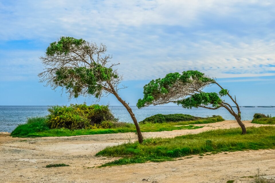 Sky seashore grass
