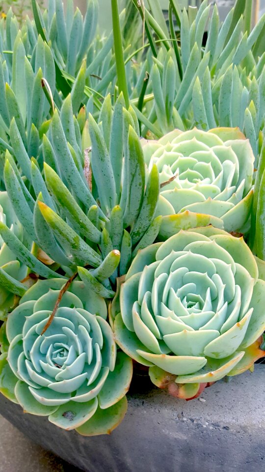 Green gardening nature